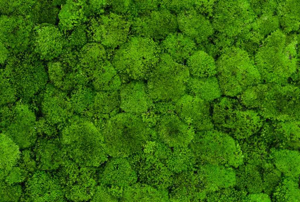 Ball Moss