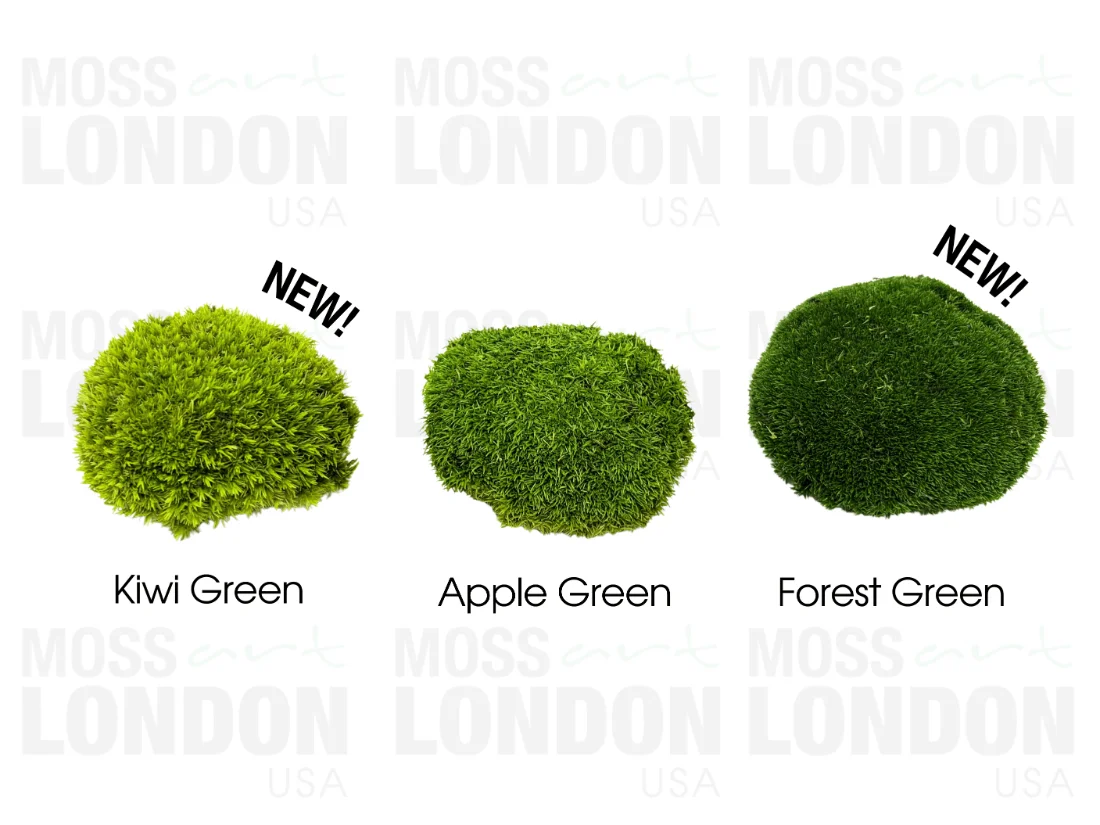 Moos Art London USA Ball Moss Colors Comparison Showing Kiwi Green, Apple Green and Forest Green Ball Moss
