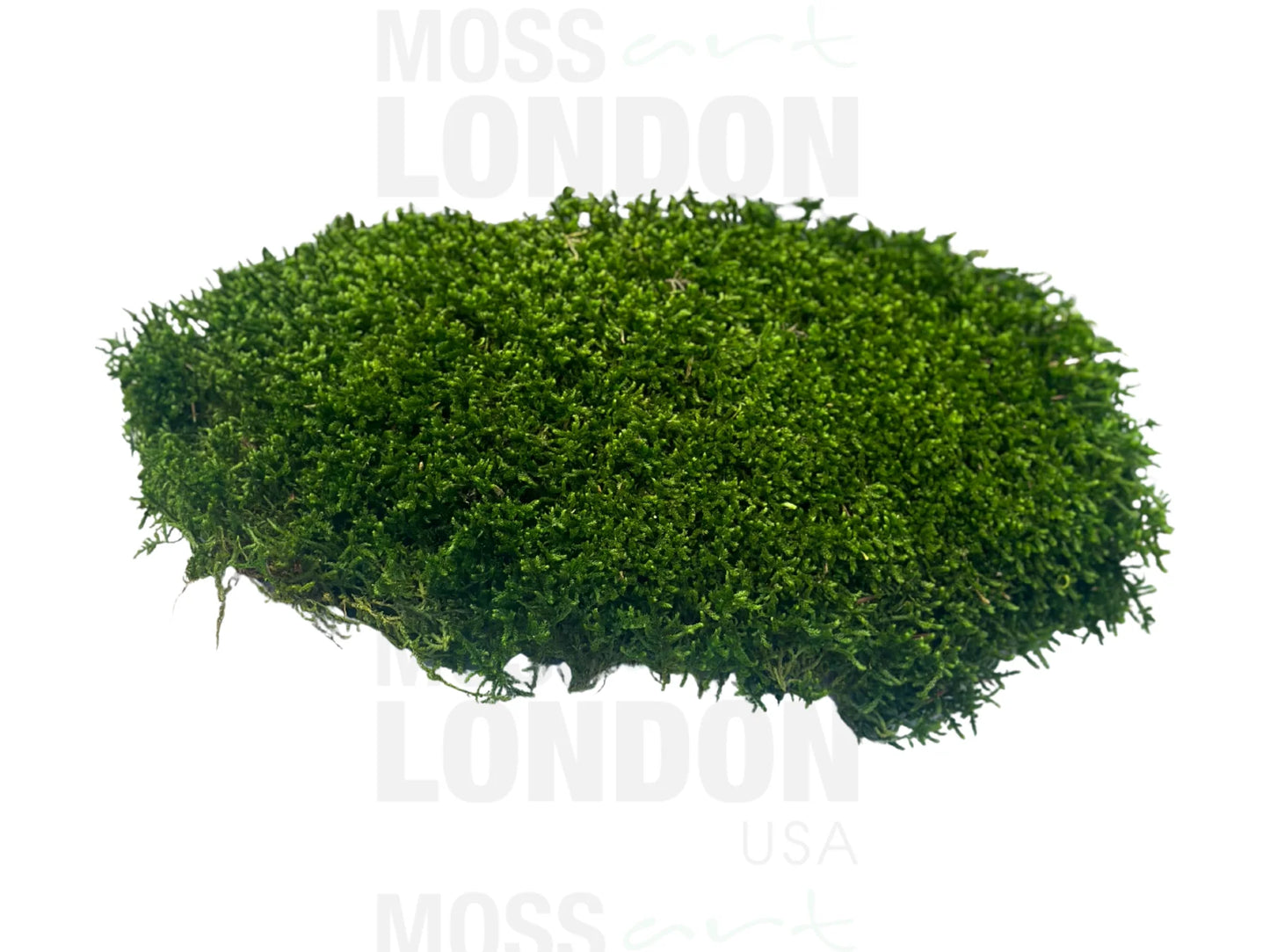 Long Moss