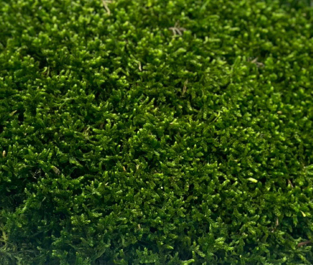 Long Moss