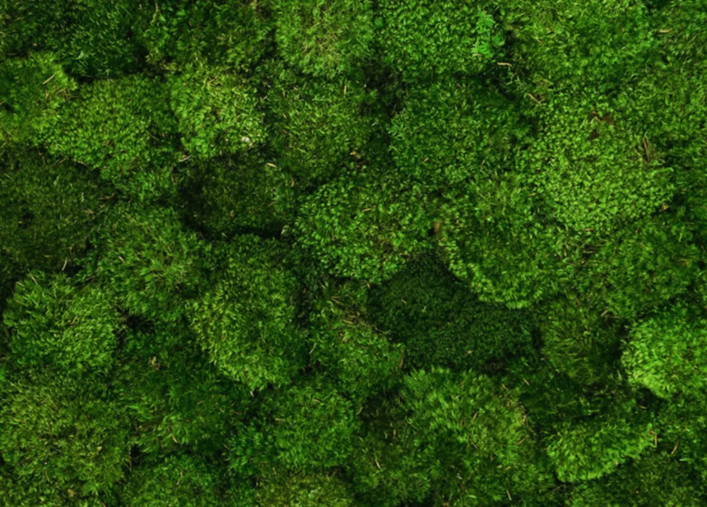Mood Moss