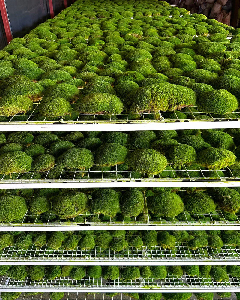 Do Moss Walls Attract Bugs or Mold?