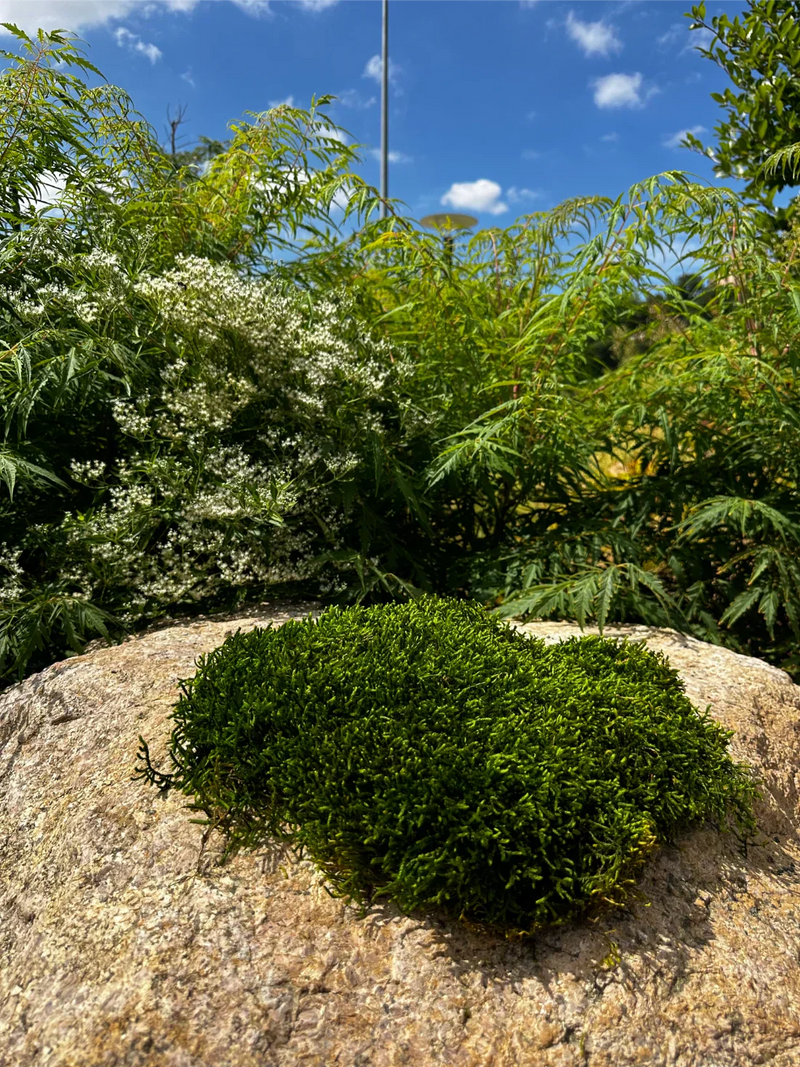 Does Preserved Moss Need Water or Sunlight?
