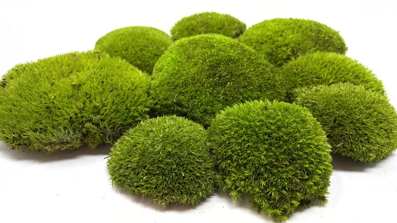 A Complete Guide to Buying Preserved Moss in the United States