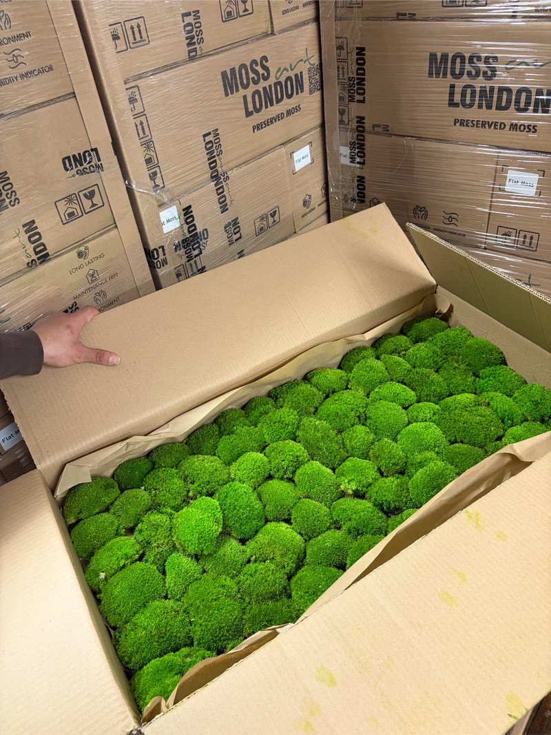 How Long Does Preserved Moss Last?