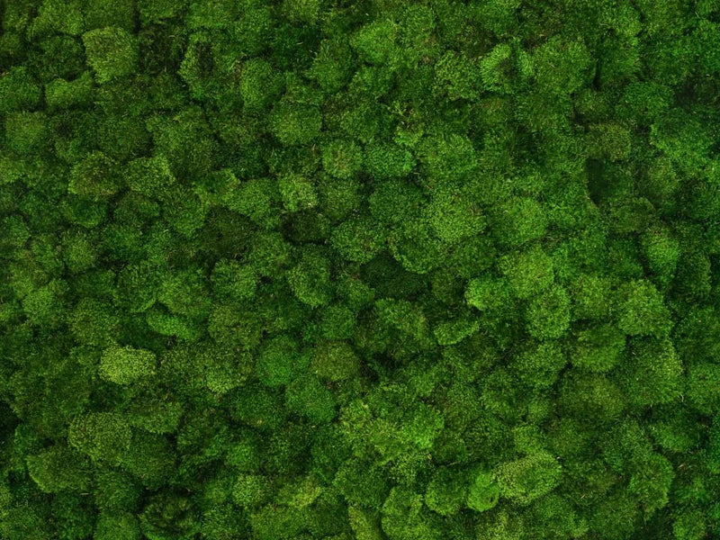 Discover the Different Types of Wholesale Moss at Moss Art London