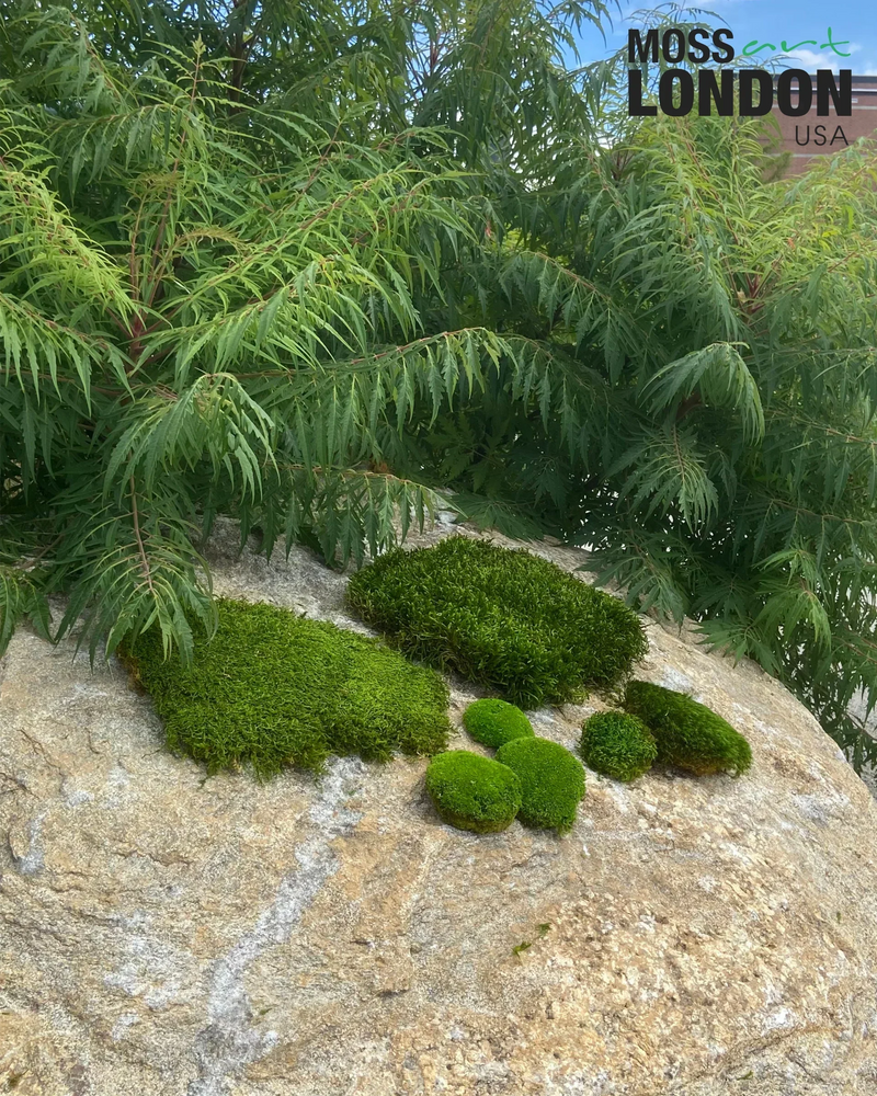 Discover the Different Types of Wholesale Moss at Moss Art London