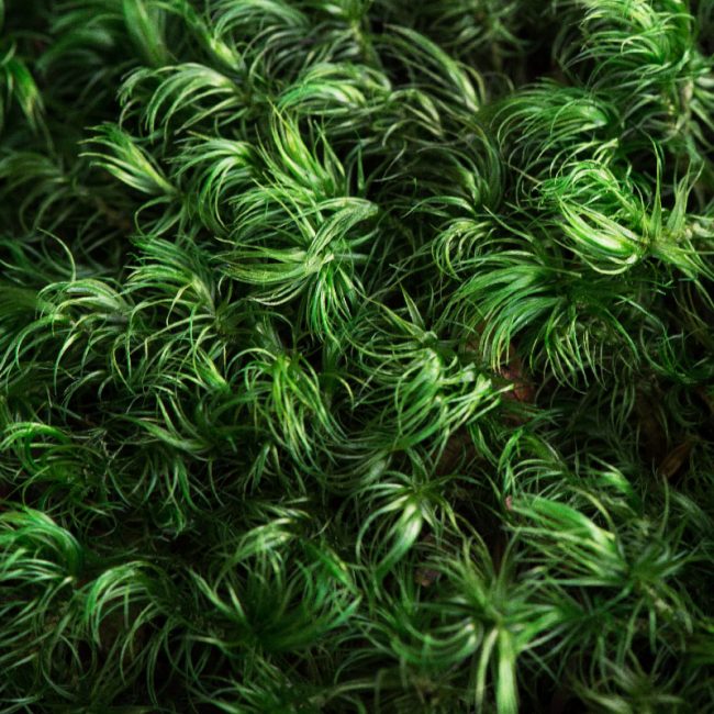 Moss Wall Acoustics: Does Preserved Moss Absorb Sound?