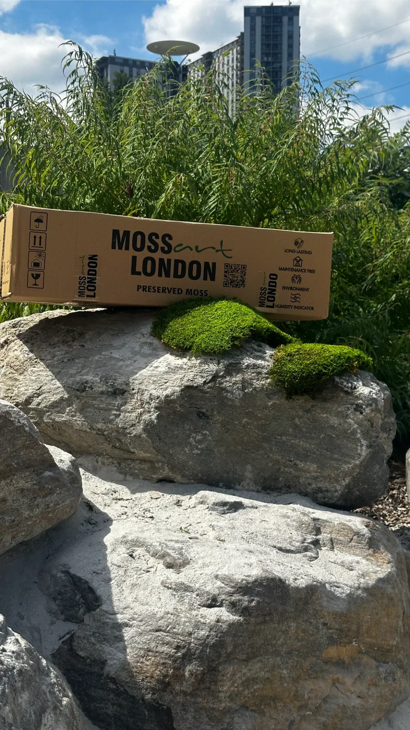Sheet Moss vs Flat Moss: Names, Uses, and Installation Applications