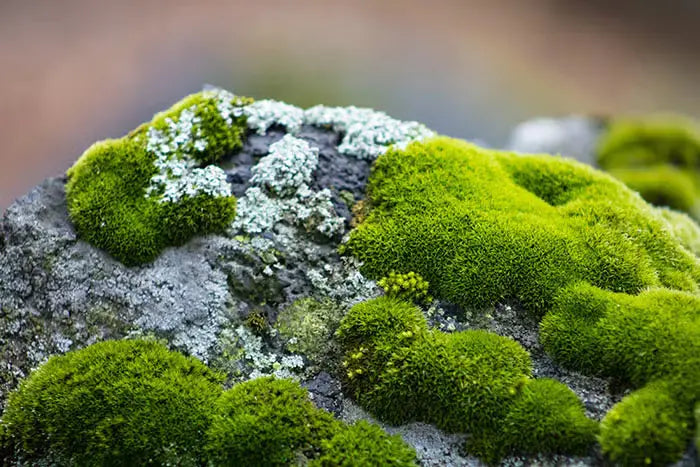 What Is Preserved Moss? Benefits, Types, and How It’s Made