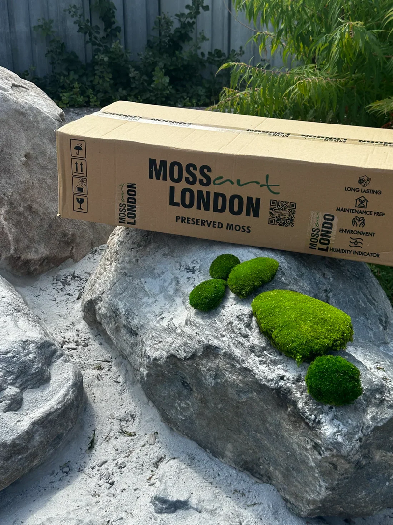 Where to Buy Preserved Moss in the USA (Fast Shipping Available)