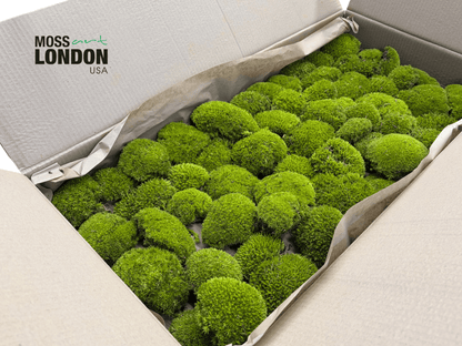 Kiwi Green Ball Moss