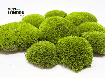 Kiwi Green Ball Moss