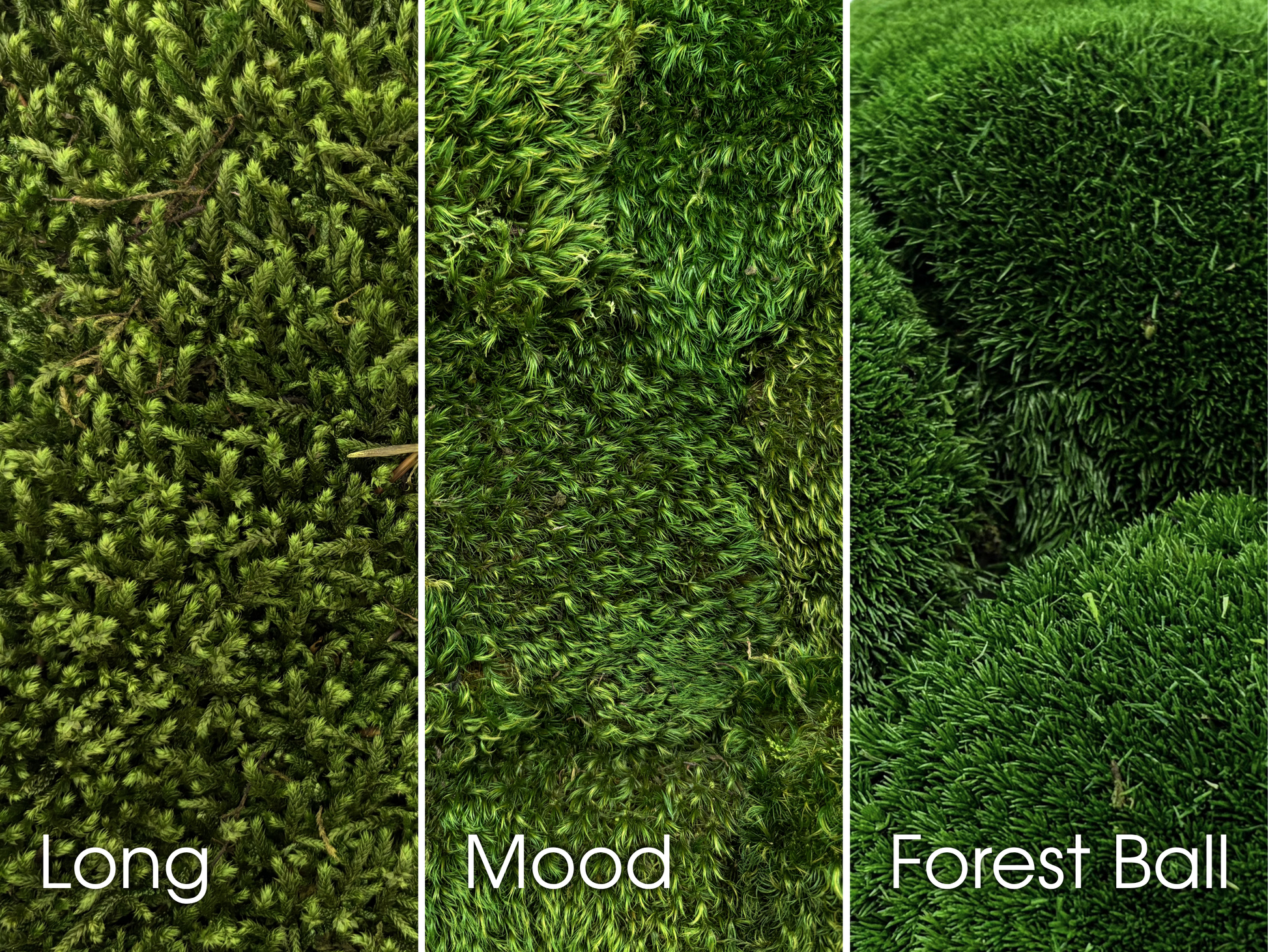 Deep Green Preserved Moss Bundle Including Long Moss, Mood Moss and Forest Ball Moss for Moss Wall Art Design
