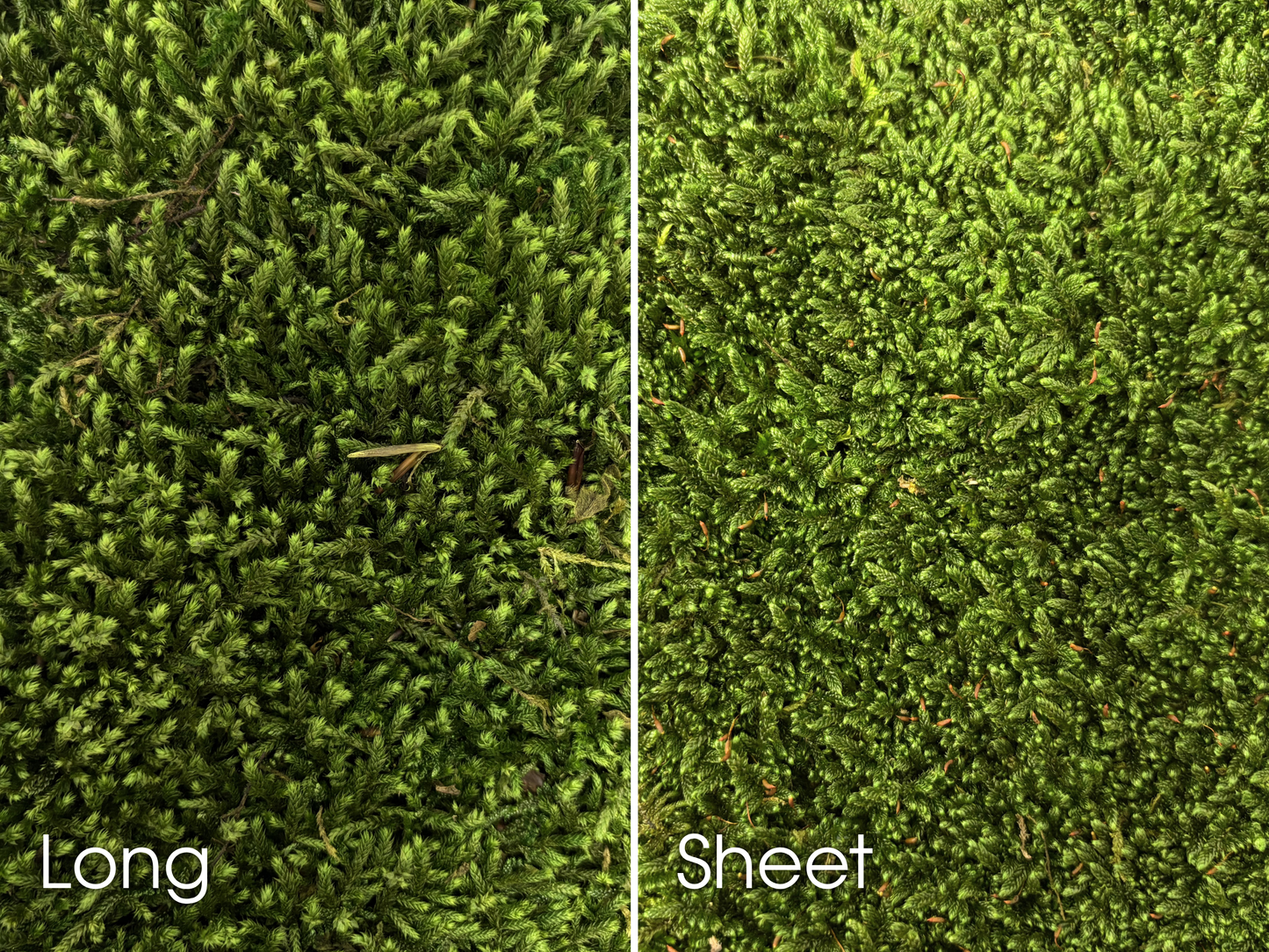 Preserved Moss Art Foundations Comparison Image Showing Long Moss and Sheet Moss Side by Side