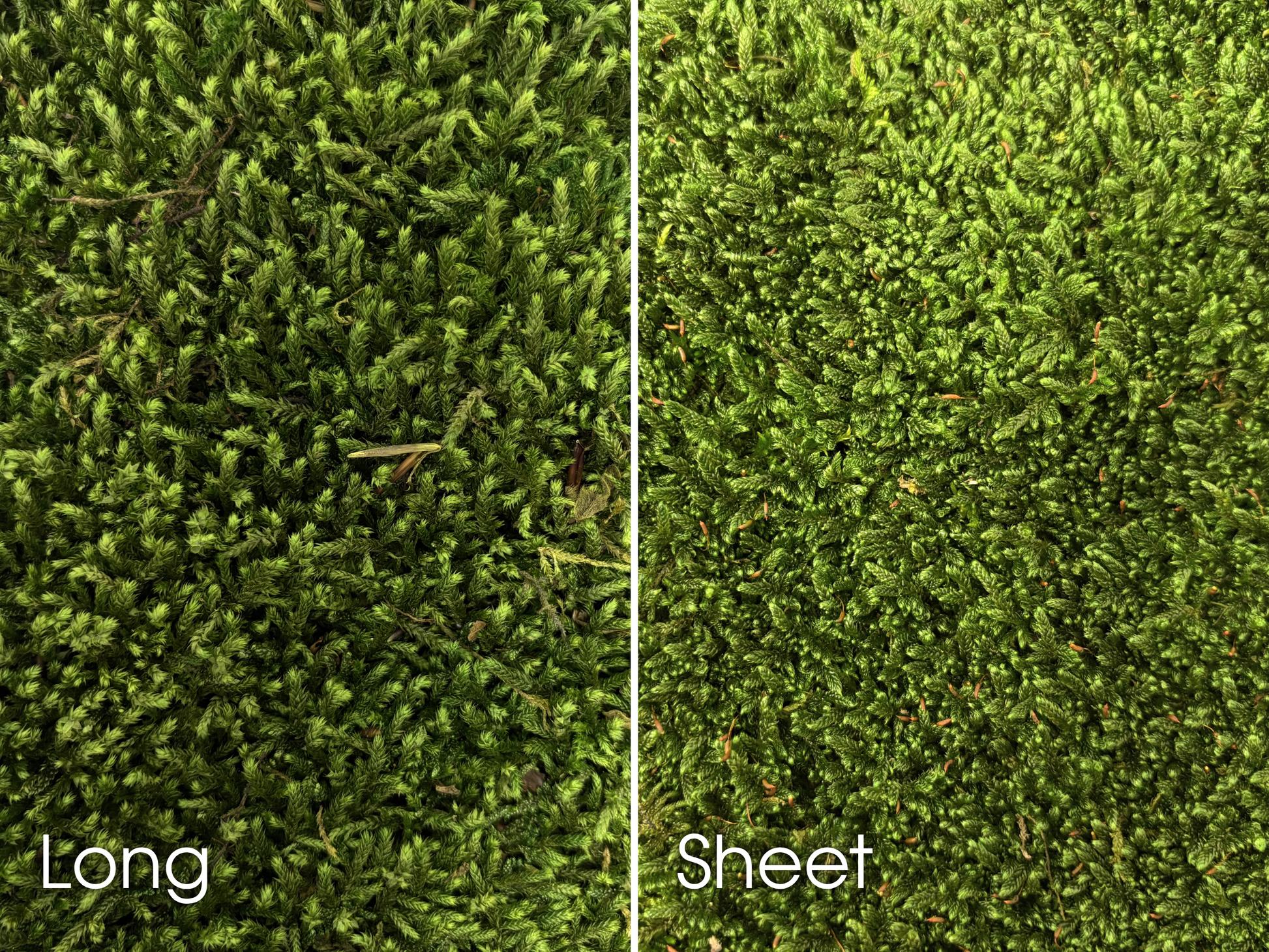 Preserved Moss Art Foundations Comparison Image Showing Long Moss and Sheet Moss Side by Side