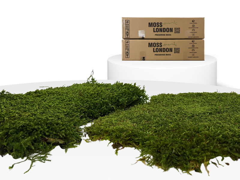 Large Pieces of Preserved Long Moss and Sheet Moss in Front of Two Full Size Moss Art London US Boxes 