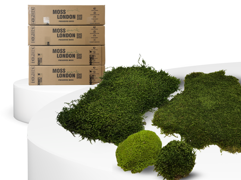 Preserved Moss Wall Starter Kit Including Sheet Moss, Long Moss, Mood Moss and Ball Moss