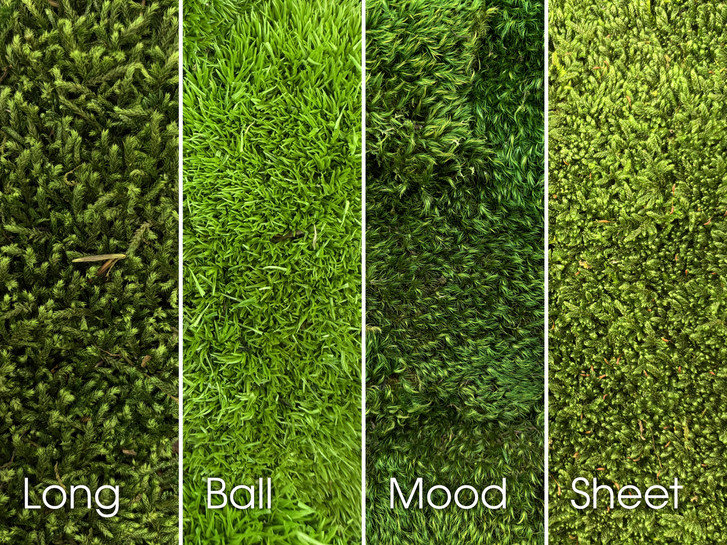 Preserved Moss Wall Art Starter Kit Moss Type Comparison Image Showing the Variations of Tone and Texture Between Long Moss, Ball Moss, Mood Moss and Sheet Moss