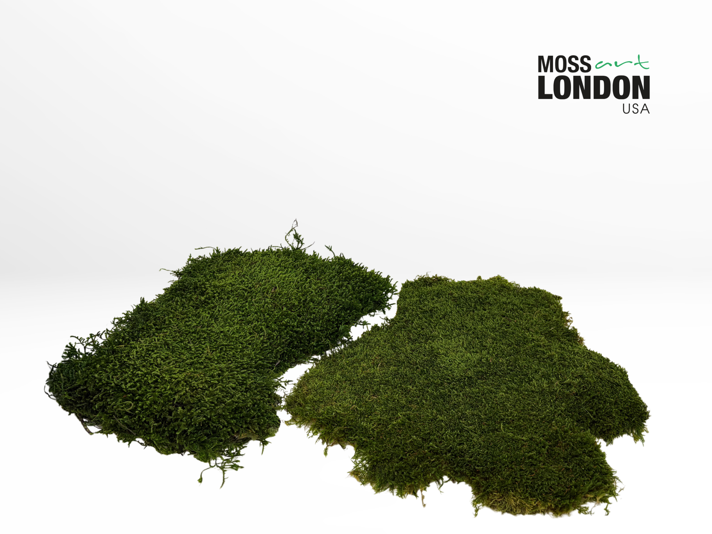 Moss Wall Art Foundations Bundle of Preserved Long Moss and Sheet Moss 