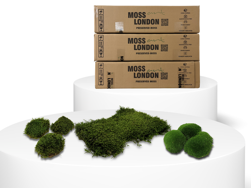Three Master Box of Preserved Moss and Display Showing Preserved Mood Moss, Long Moss and Ball Moss