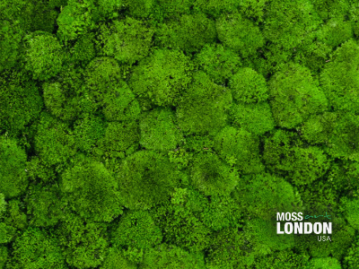Apple Green Ball Moss Texture Details with 'Moss Art London USA' logo
