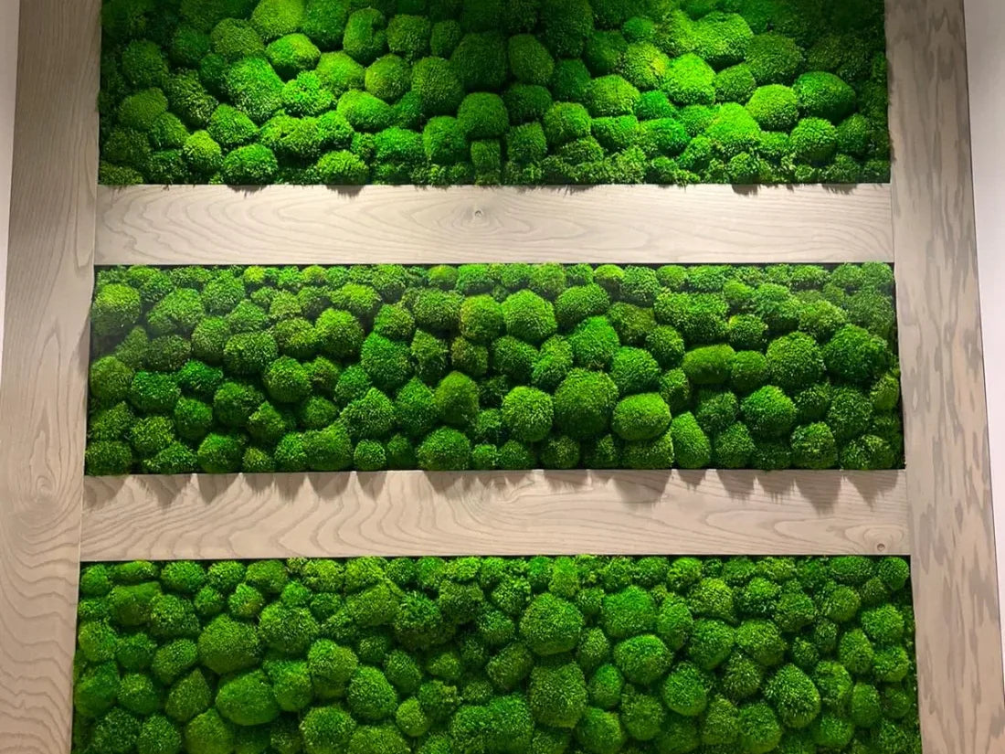 Ball Moss