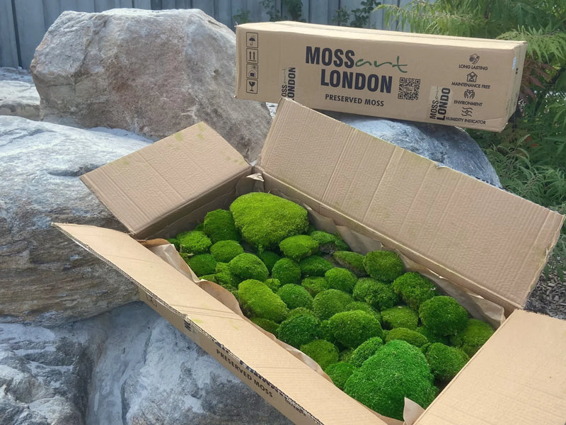 Apple Green Ball Moss