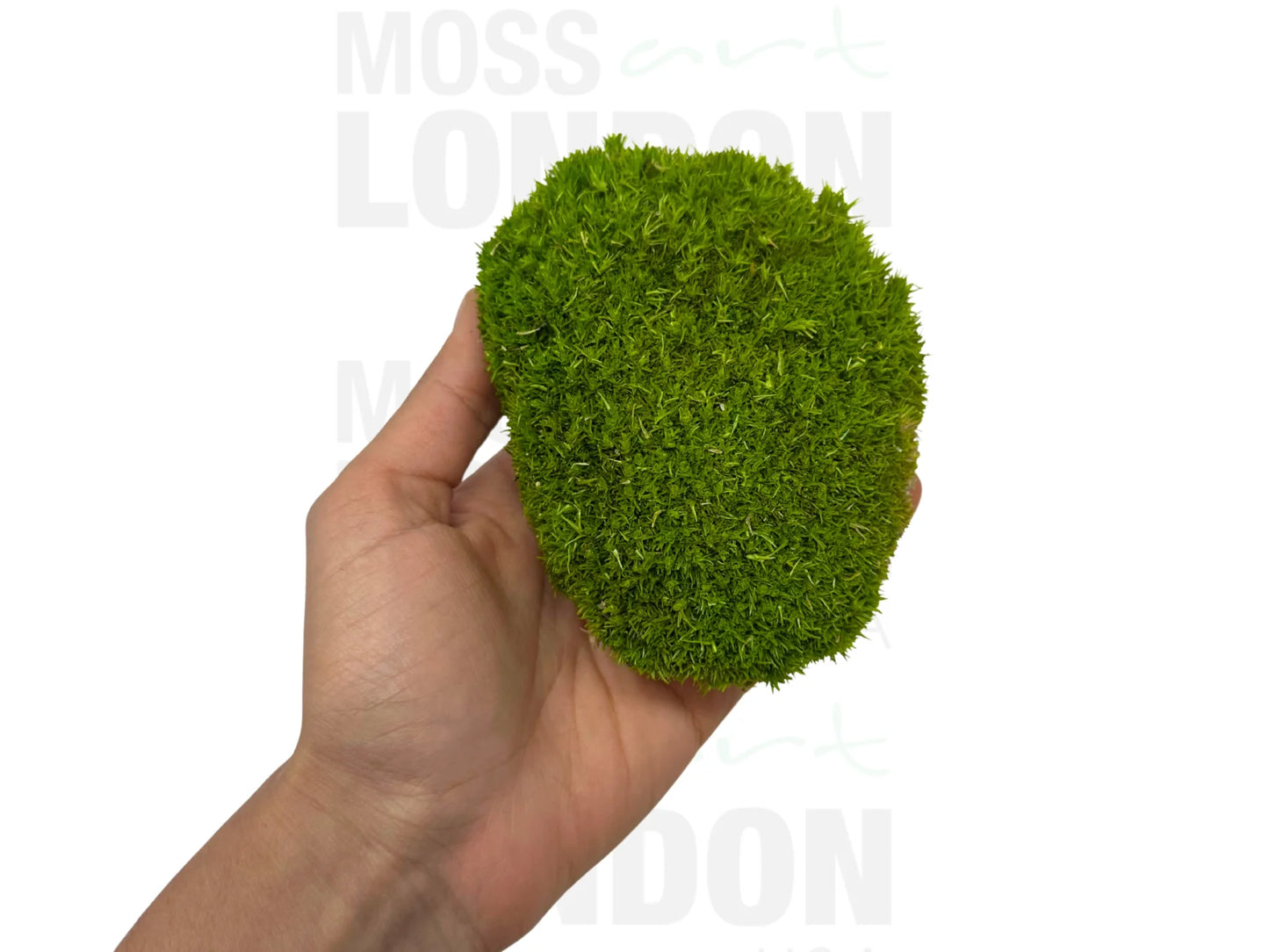 Ball Moss