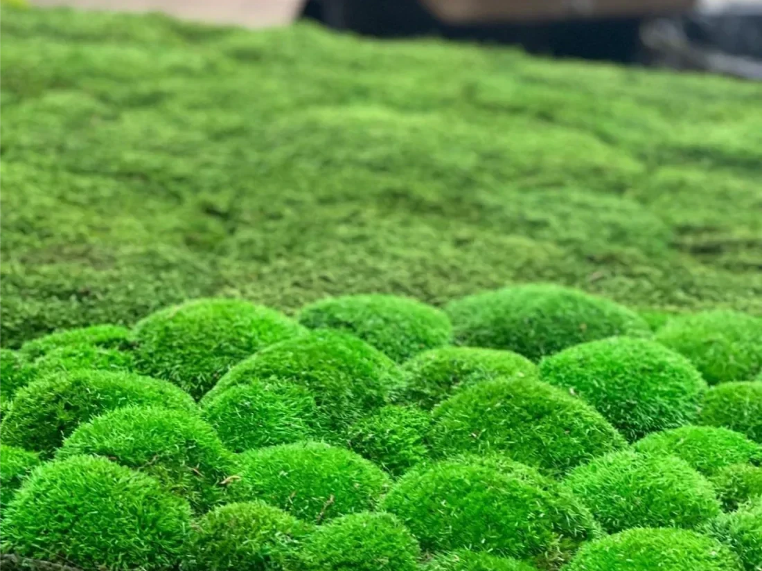 Ball Moss