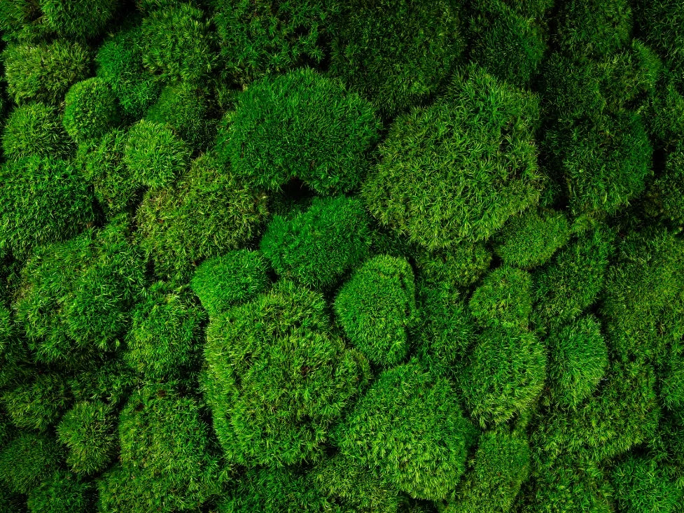 Ball Moss