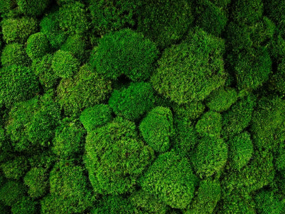 Ball Moss