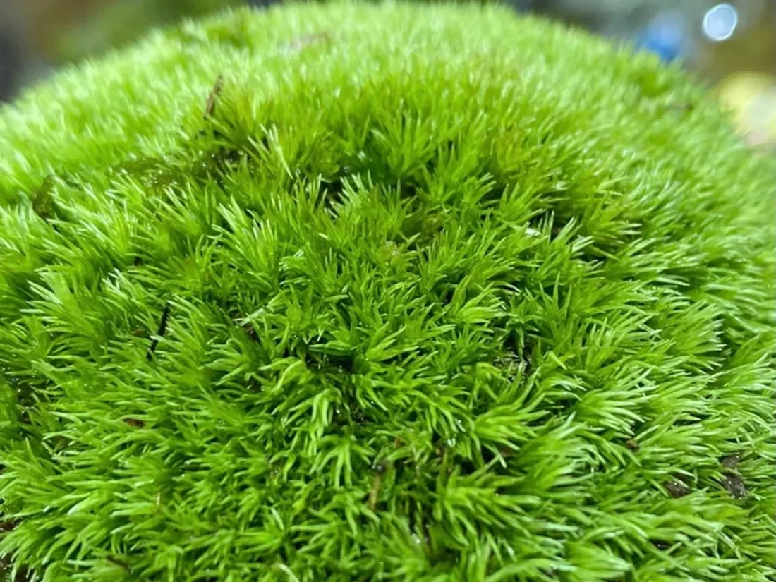 Ball Moss