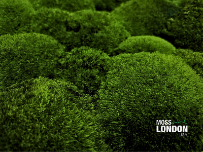 Close up Detail View of Preserved Forest Green Ball  Moss for Moss Wall Art Designs