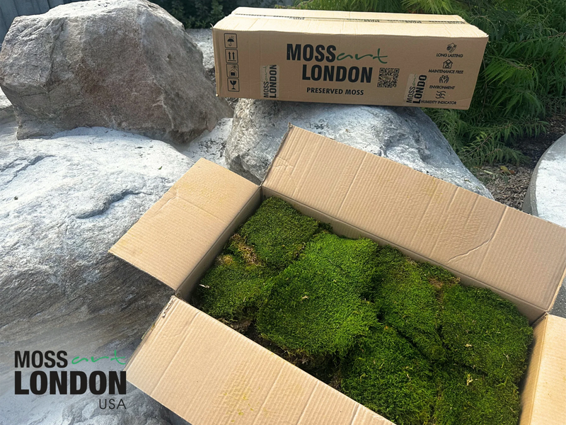 Opened Box of Preserved Sheet Moss