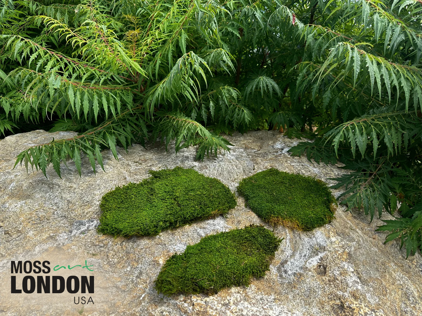 Flat Moss