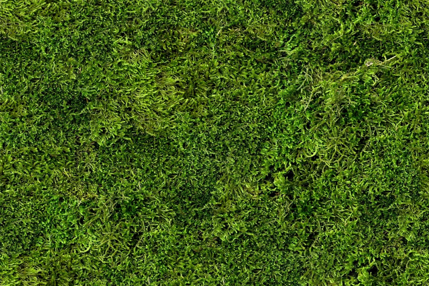 Flat Moss
