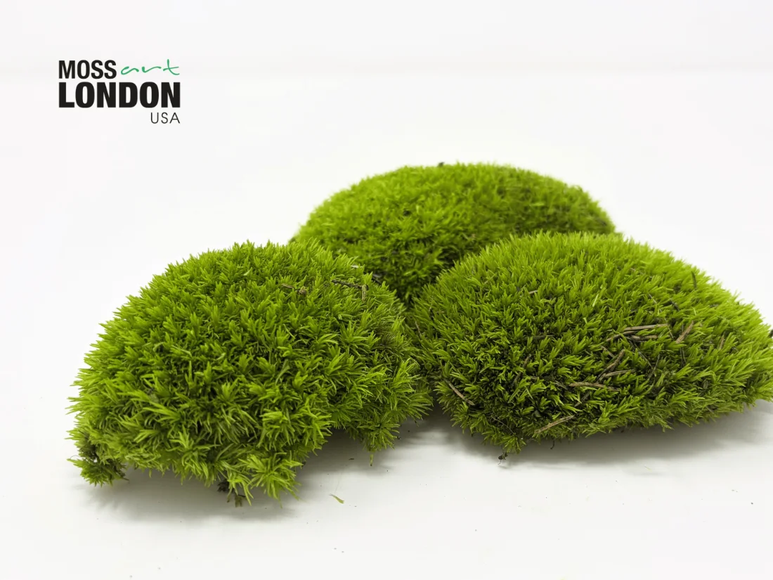 Cluster of Kiwi Green Ball Moss from Moss Art London USA