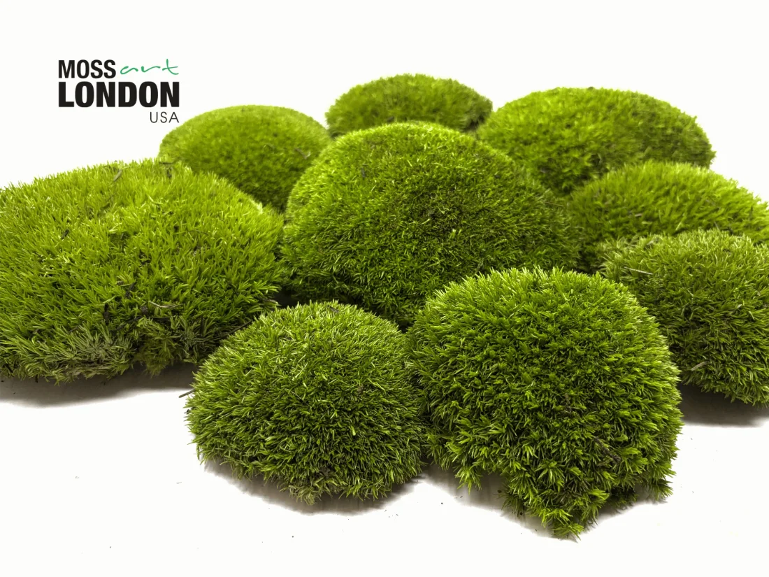 Large Cluster of Kiwi Green Ball Moss from Moss Art London USA
