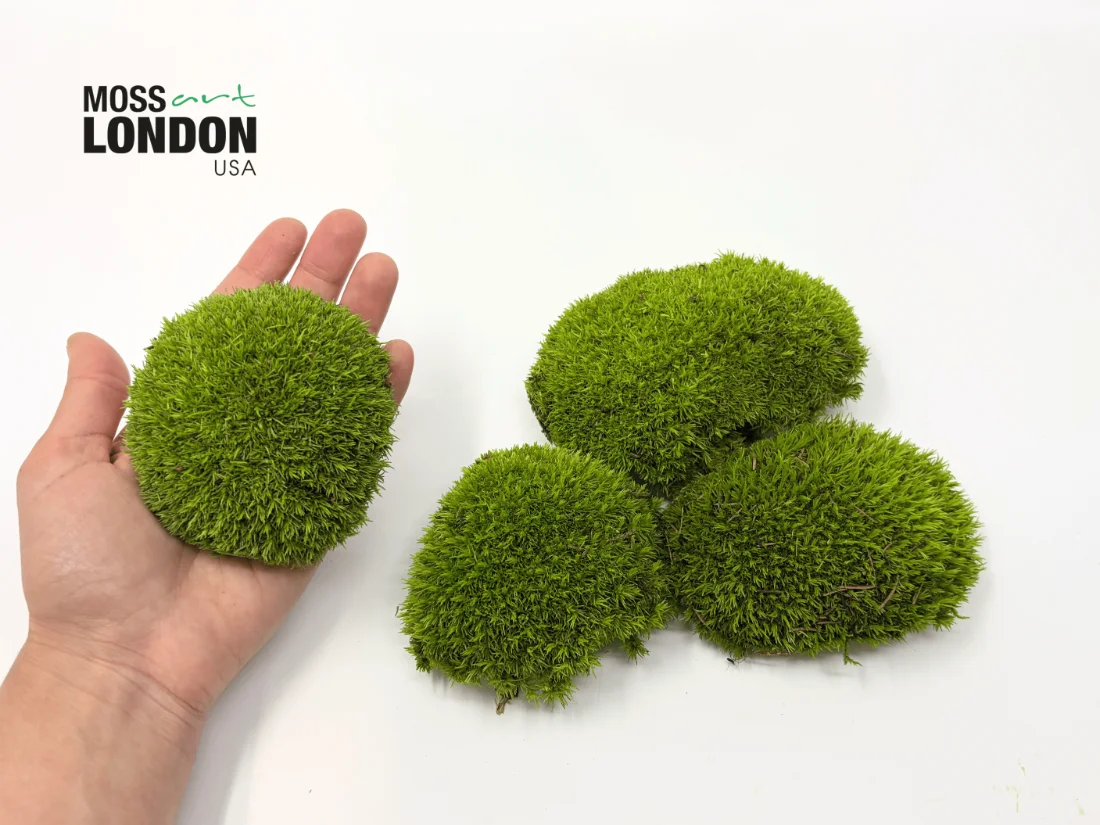 Single Piece of Kiwi Green Ball Moss in Hand Next to a Small Cluster with the 'Moss Art London USA' Logo in the Top Left Corner