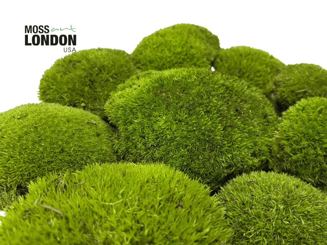 Detail View of Kiwi Green Ball Moss Showing Variation in Texture and Tone from Moss Art London USA