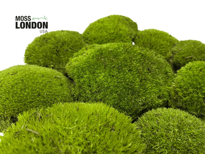 Detail View of Kiwi Green Ball Moss Showing Variation in Texture and Tone from Moss Art London USA