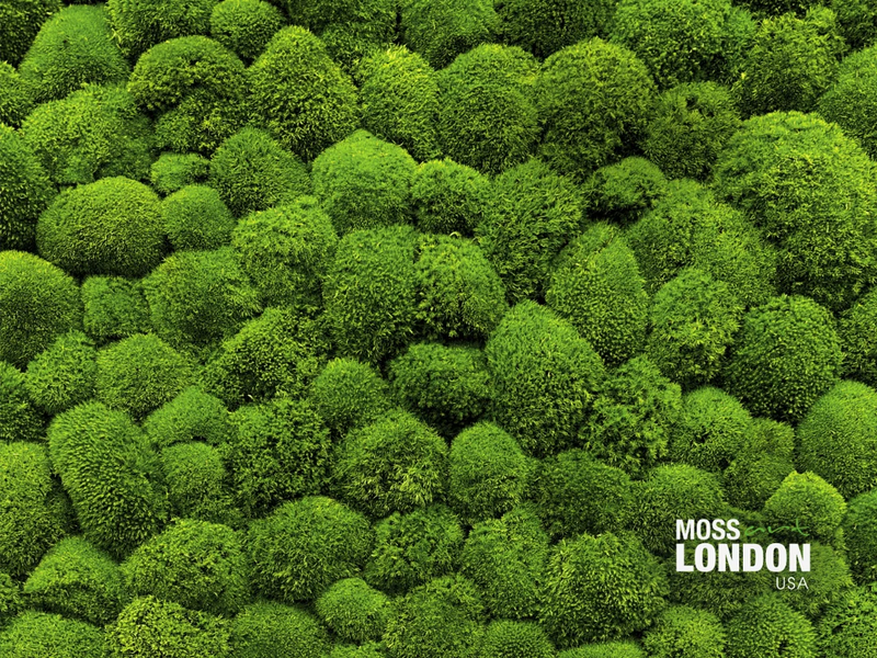 Moss Wall Art using Moss Art London USA Kiwi Green Ball Moss 