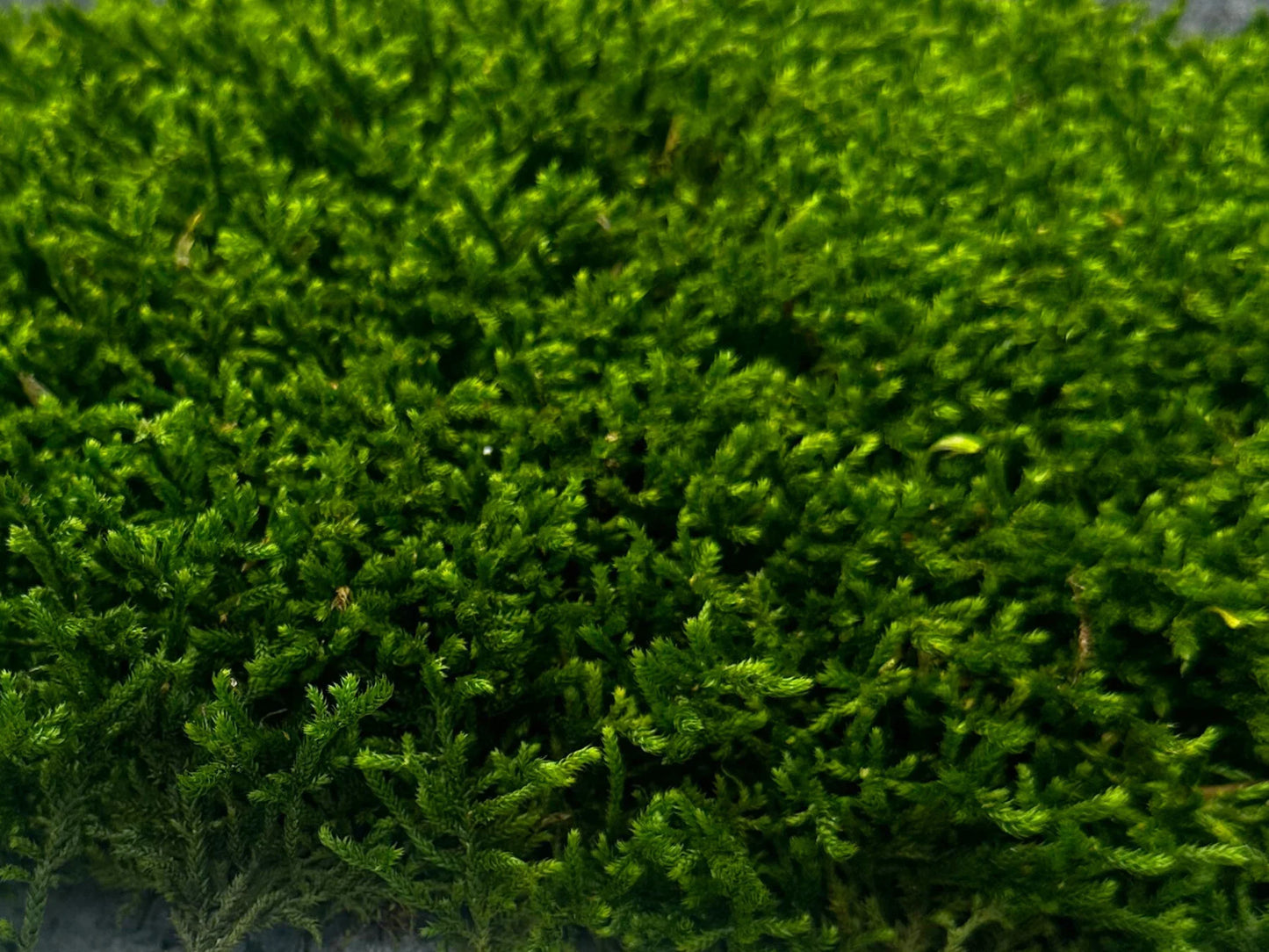 Long Moss