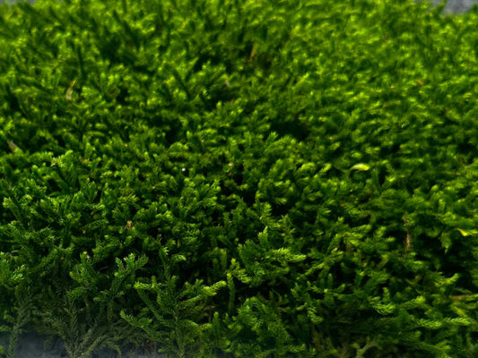 Long Moss