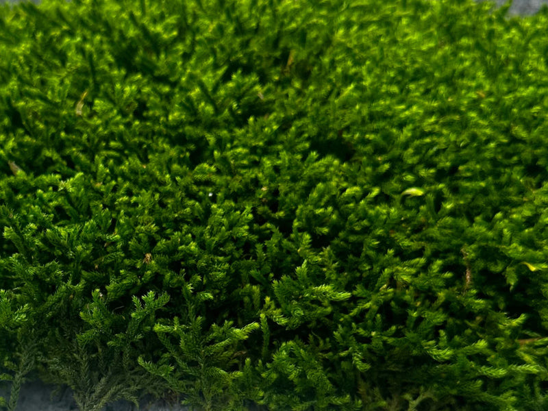 Preserved Long Moss Zoomed in Detail Image of Moss Texture 
