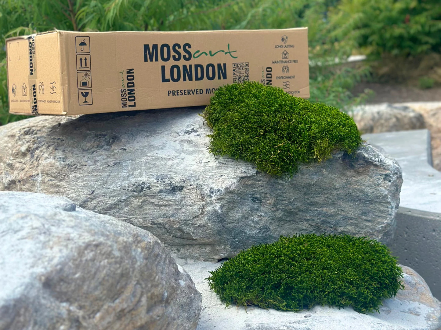 Long Moss