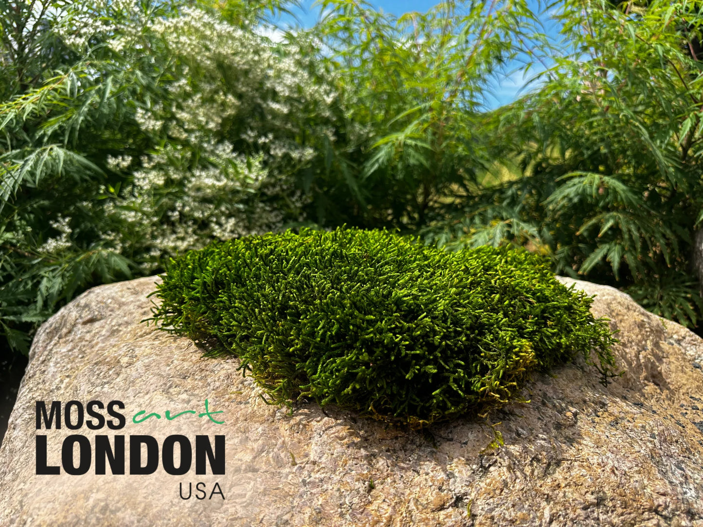 Long Moss