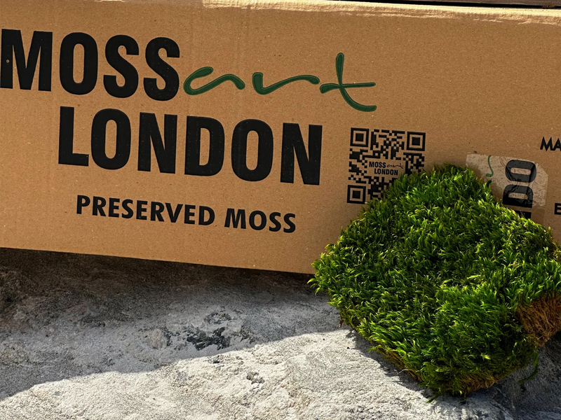 Moss Art London USA Box with One Piece of Preserved Mood Moss Leaning on it