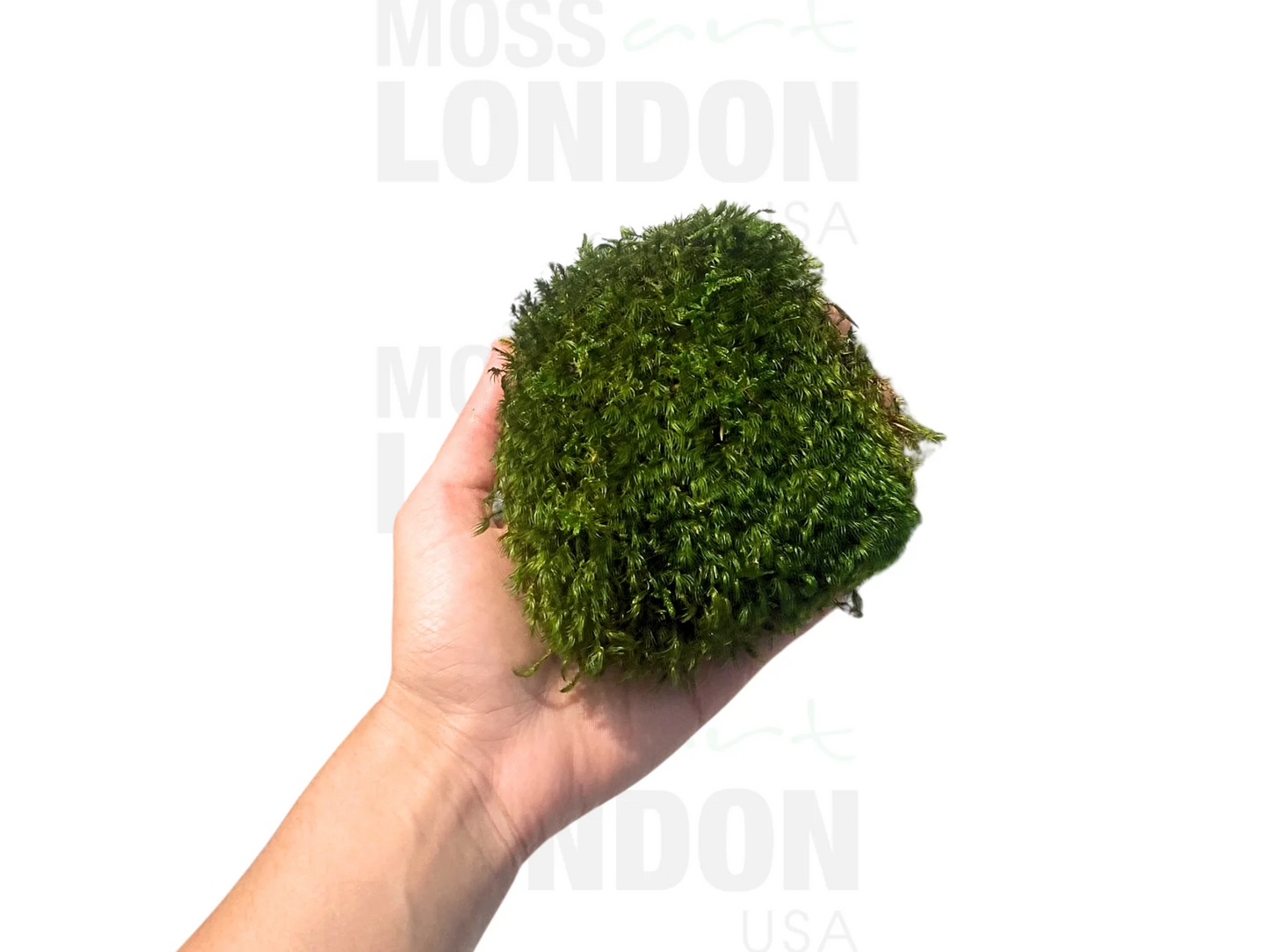 Mood Moss
